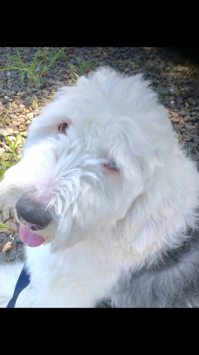 Bubba, an Old English Sheepdog tested with EmbarkVet.com