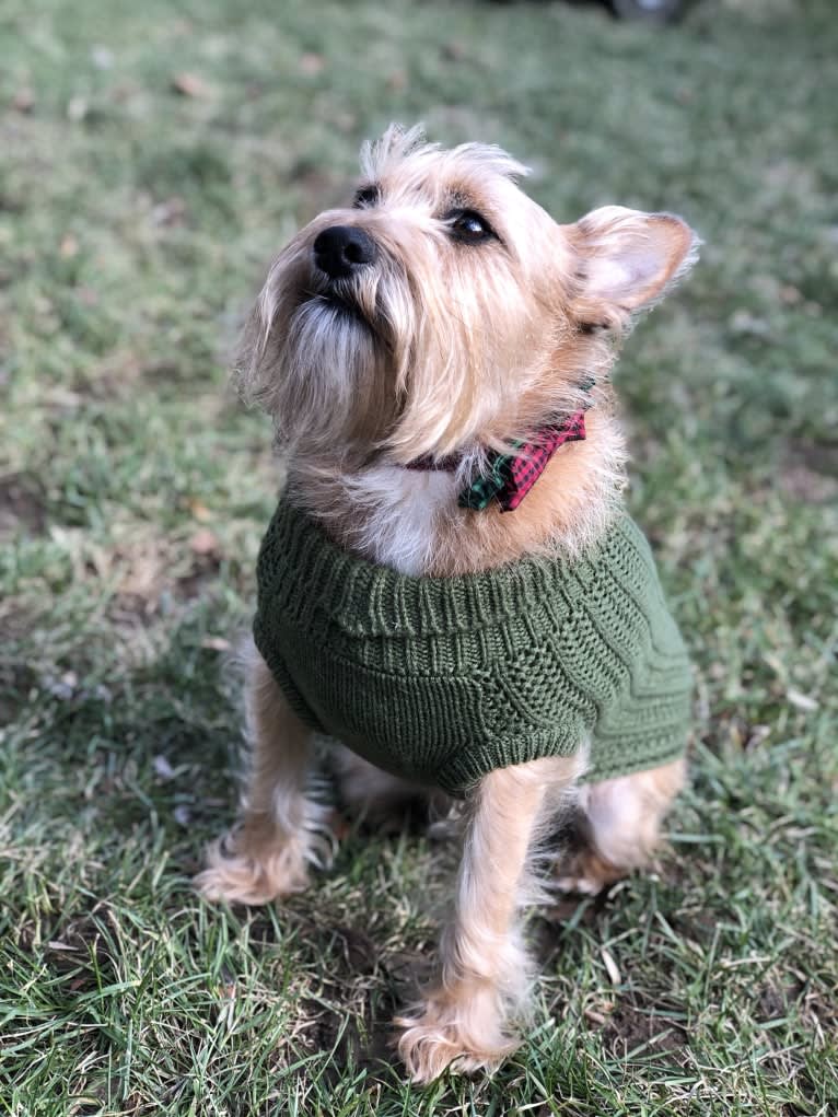 Wilbur, a Miniature Schnauzer and Rat Terrier mix tested with EmbarkVet.com