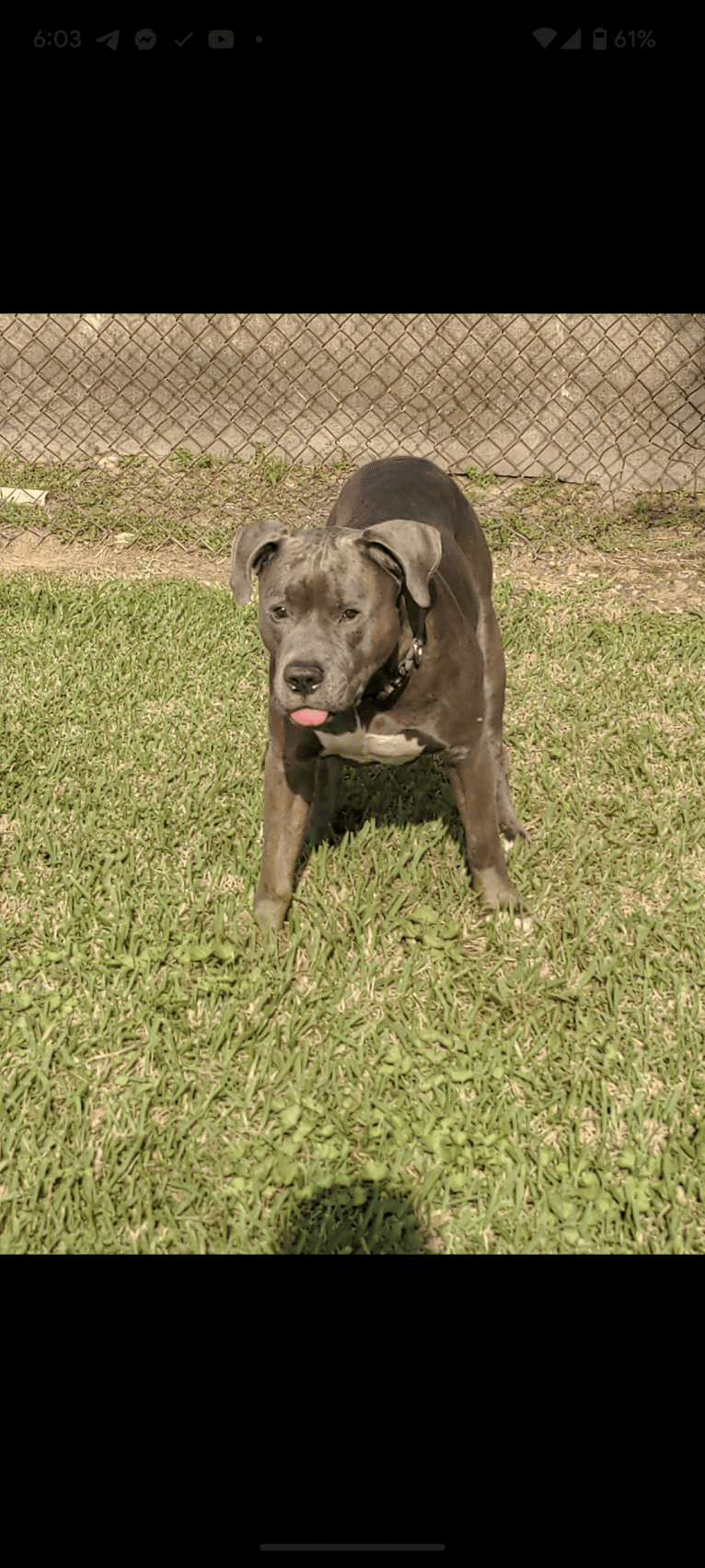 Left Brain, an American Bully and American Bulldog mix tested with EmbarkVet.com