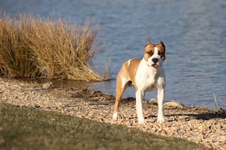 Maui, an American Staffordshire Terrier tested with EmbarkVet.com