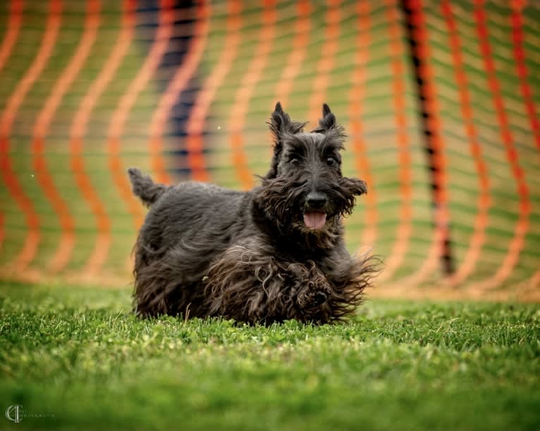 Max, a Scottish Terrier tested with EmbarkVet.com