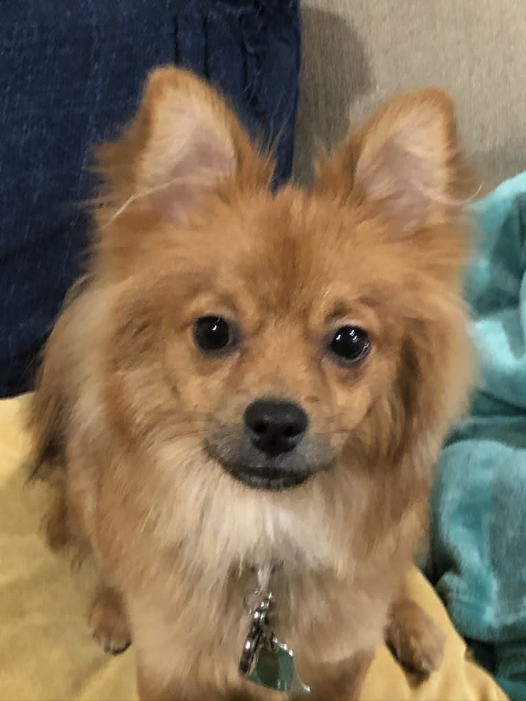 Biggie Smalls, a Pomeranian and Chihuahua mix tested with EmbarkVet.com