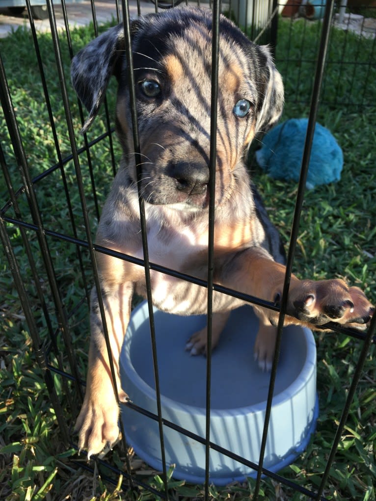 Bowie, a Catahoula Leopard Dog and Doberman Pinscher mix tested with EmbarkVet.com