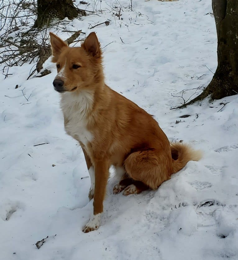 Antosha, an Arabian Village Dog tested with EmbarkVet.com