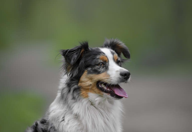 Sweet Heart Last Chance of Happiness, an Australian Shepherd tested with EmbarkVet.com