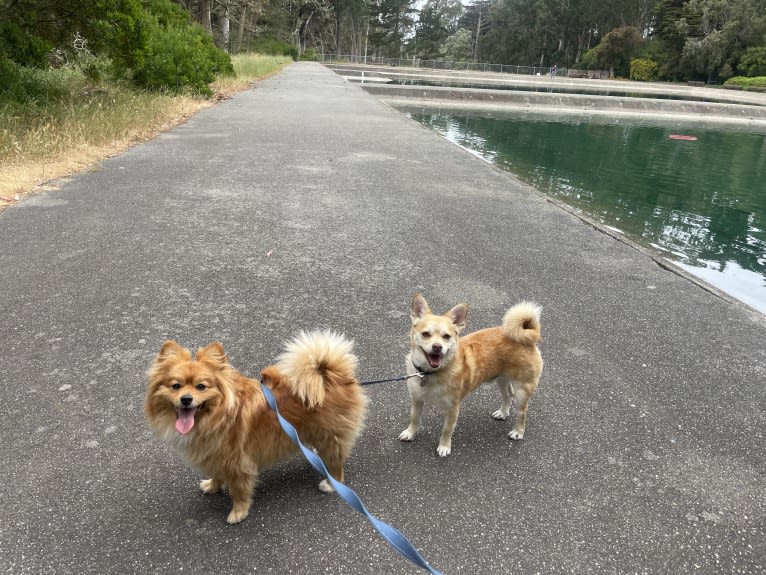 Leo, a Pomeranian and Poodle (Small) mix tested with EmbarkVet.com