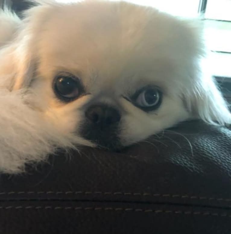 Skye, a Pekingese tested with EmbarkVet.com