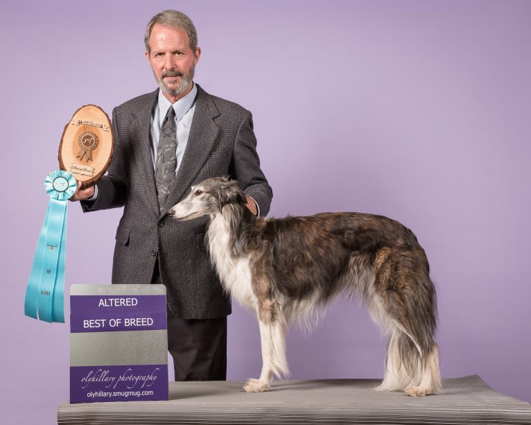 Kira, a Silken Windhound tested with EmbarkVet.com