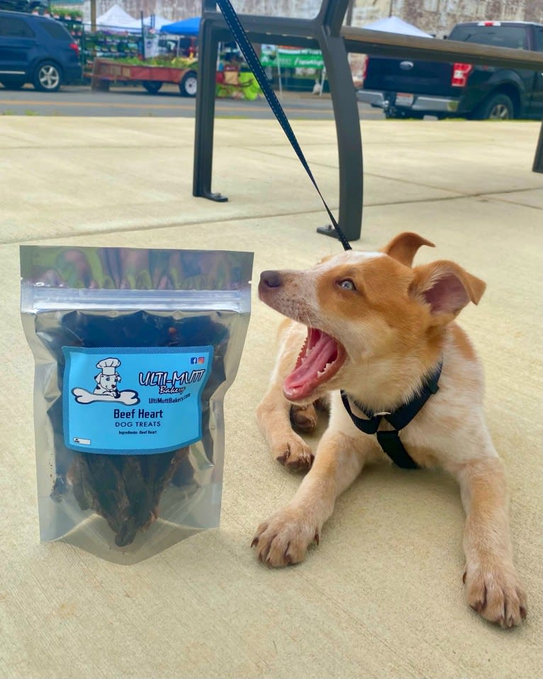 Lou, an Australian Cattle Dog and Australian Shepherd mix tested with EmbarkVet.com