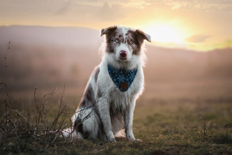 Spurs N Ashes, a Border Collie tested with EmbarkVet.com