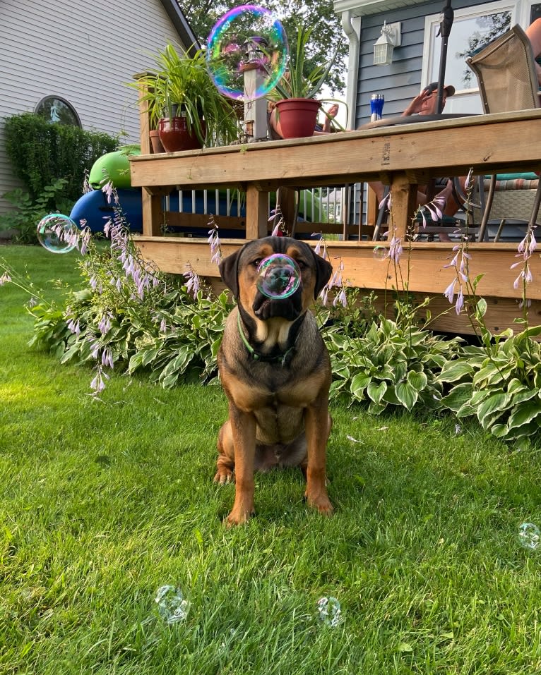 Lenny, a Rottweiler and American Pit Bull Terrier mix tested with EmbarkVet.com