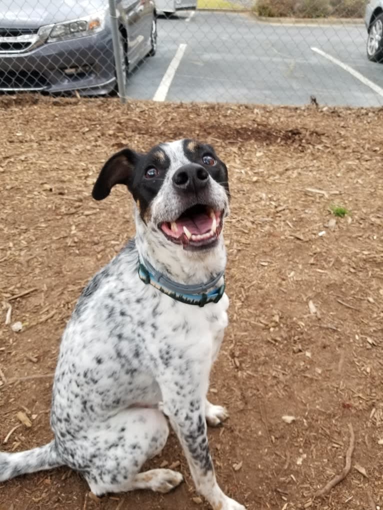 Bear, an American Village Dog tested with EmbarkVet.com