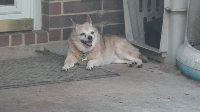 Lassie, a Pomeranian and Rat Terrier mix tested with EmbarkVet.com