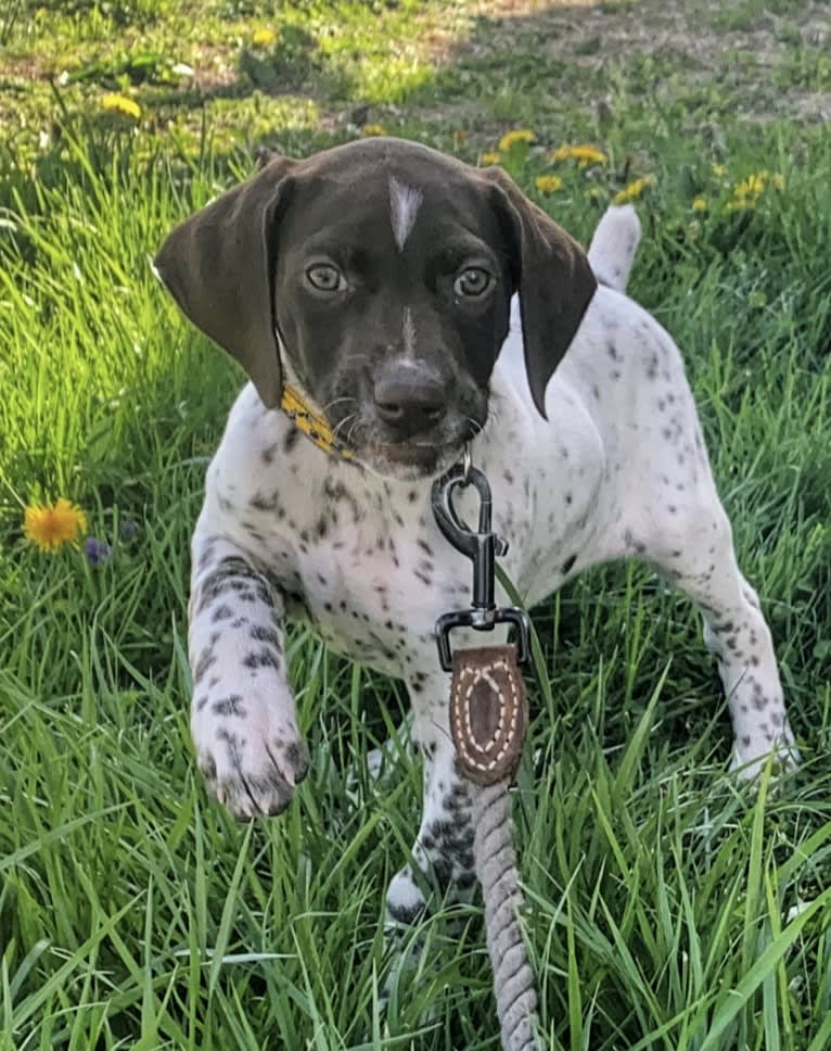 Jack, a German Shorthaired Pointer tested with EmbarkVet.com