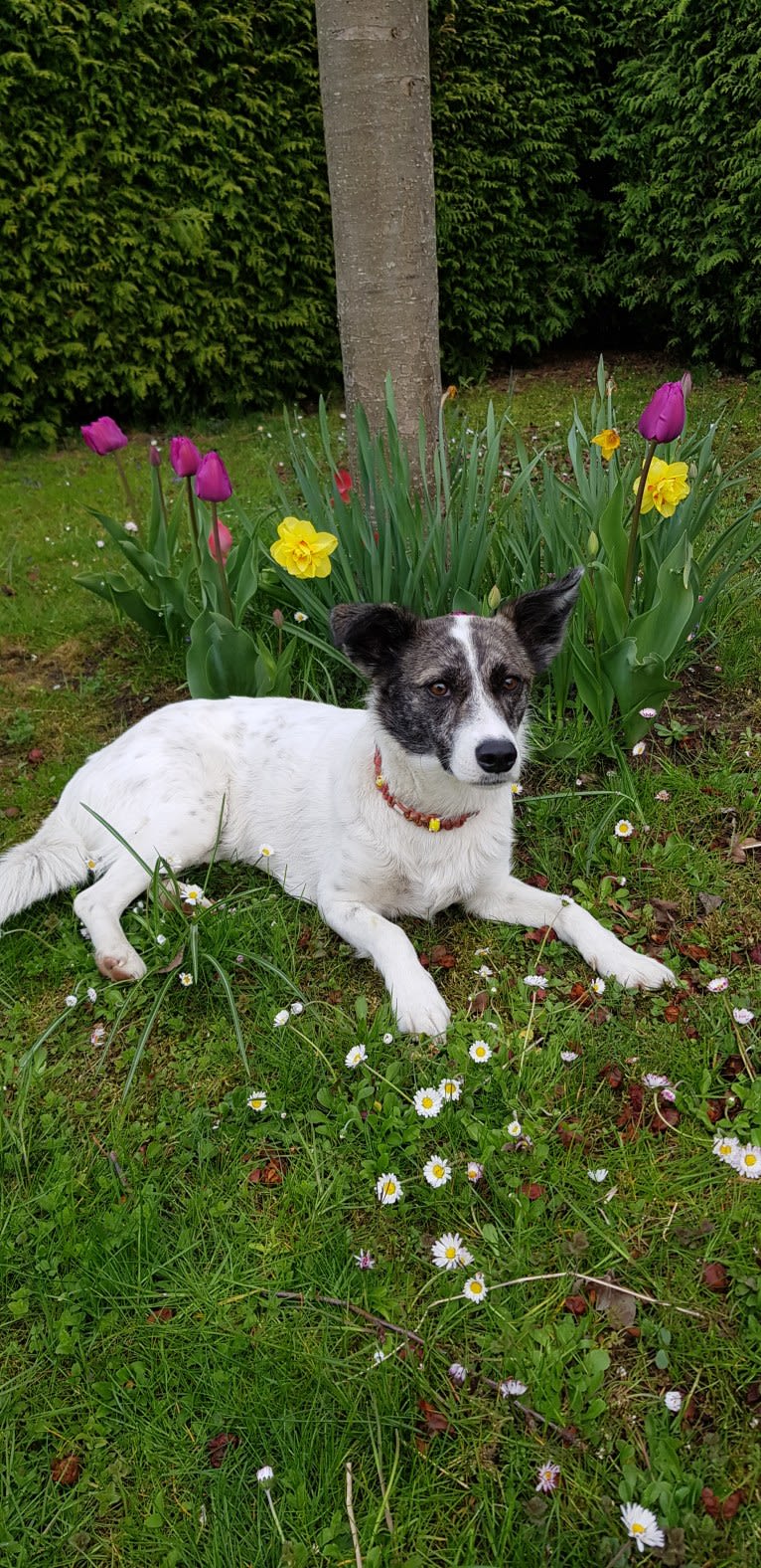 Lillyfee, an Eastern European Village Dog tested with EmbarkVet.com