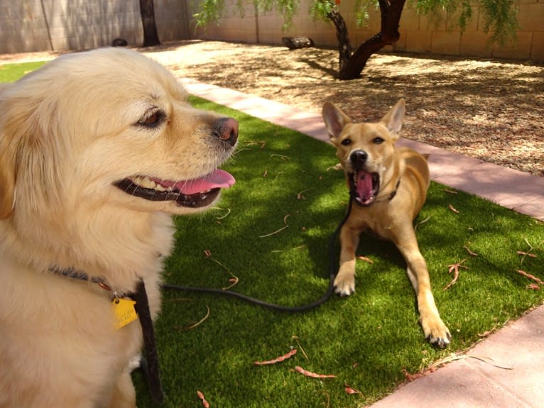 Bean, a Chow Chow and Chihuahua mix tested with EmbarkVet.com