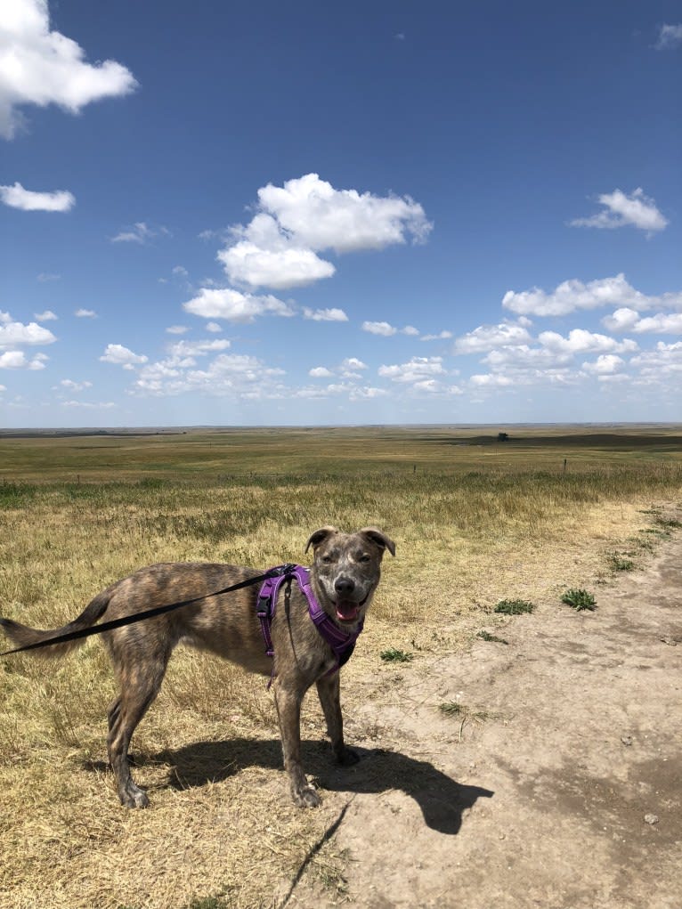 Mila, an American Pit Bull Terrier and German Shepherd Dog mix tested with EmbarkVet.com