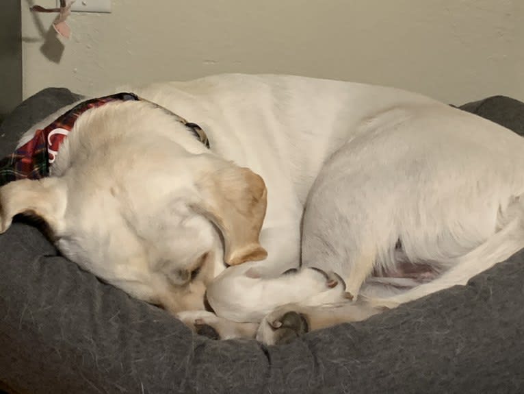 Pongo, a Labrador Retriever tested with EmbarkVet.com