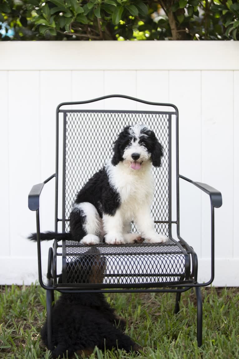 George, a Bernedoodle tested with EmbarkVet.com