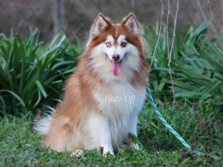 Rocco, a Pomsky tested with EmbarkVet.com