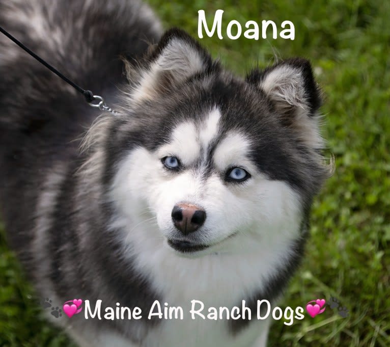 Moana, a Siberian Husky and Pomeranian mix tested with EmbarkVet.com