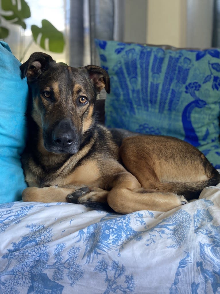 Arrow, a German Shepherd Dog and American Pit Bull Terrier mix tested with EmbarkVet.com