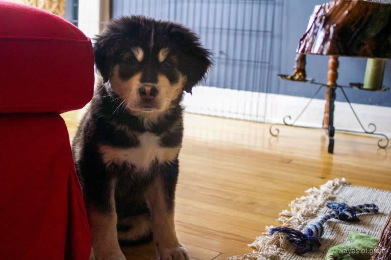 Hodor, a Tibetan Mastiff and German Shepherd Dog mix tested with EmbarkVet.com