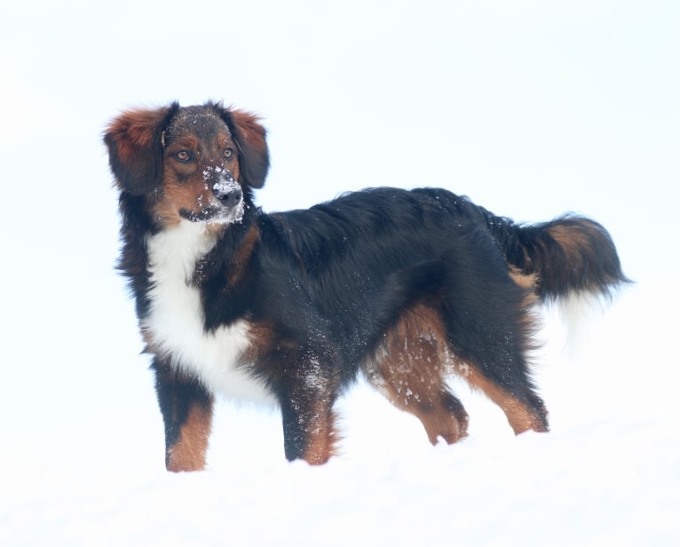 Burley, an English Shepherd tested with EmbarkVet.com