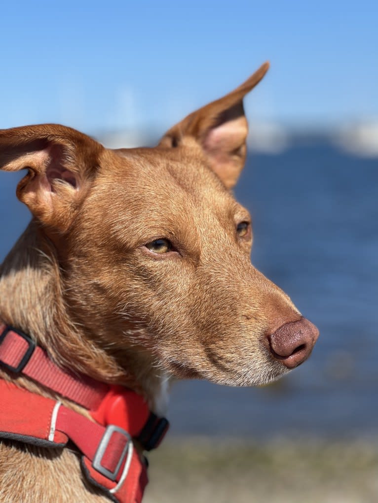 Red, an American Village Dog tested with EmbarkVet.com