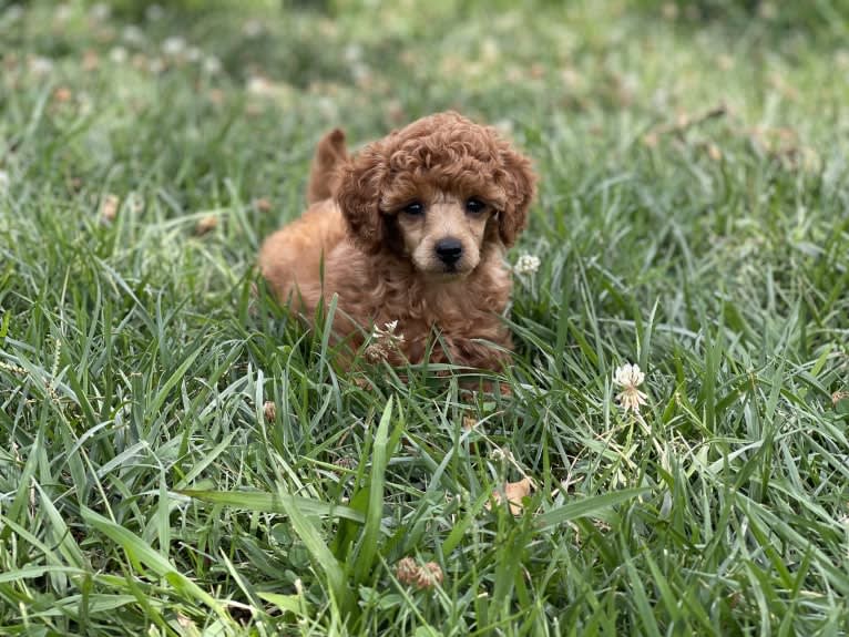 Cheeto, a Poodle (Small) tested with EmbarkVet.com