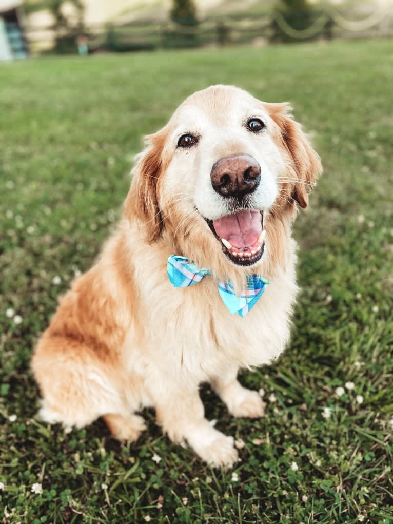 Jake, a Golden Retriever and Cocker Spaniel mix tested with EmbarkVet.com