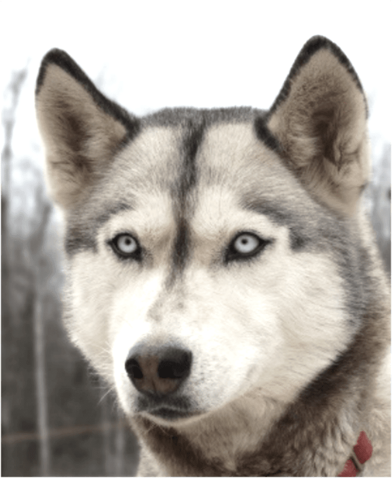 Photo of Laika, a Siberian Husky  in Pittsville, Wisconsin, USA
