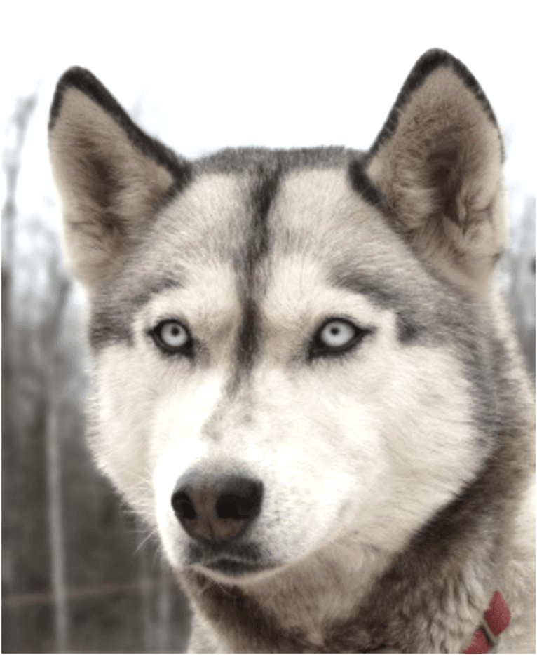 Laika, a Siberian Husky tested with EmbarkVet.com