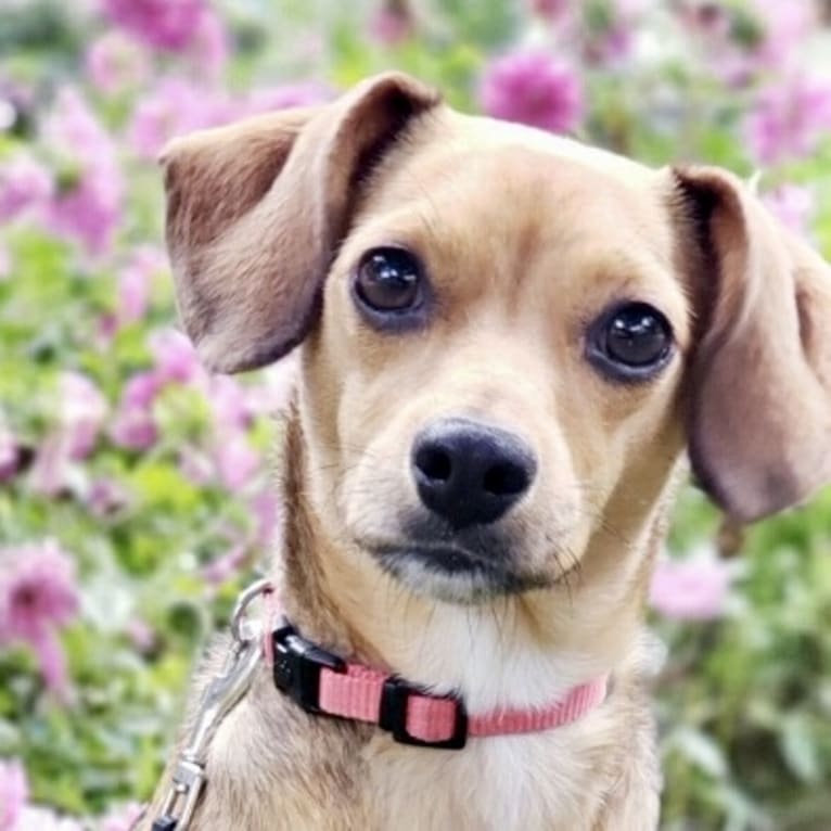 Penny, a Rat Terrier and Cocker Spaniel mix tested with EmbarkVet.com