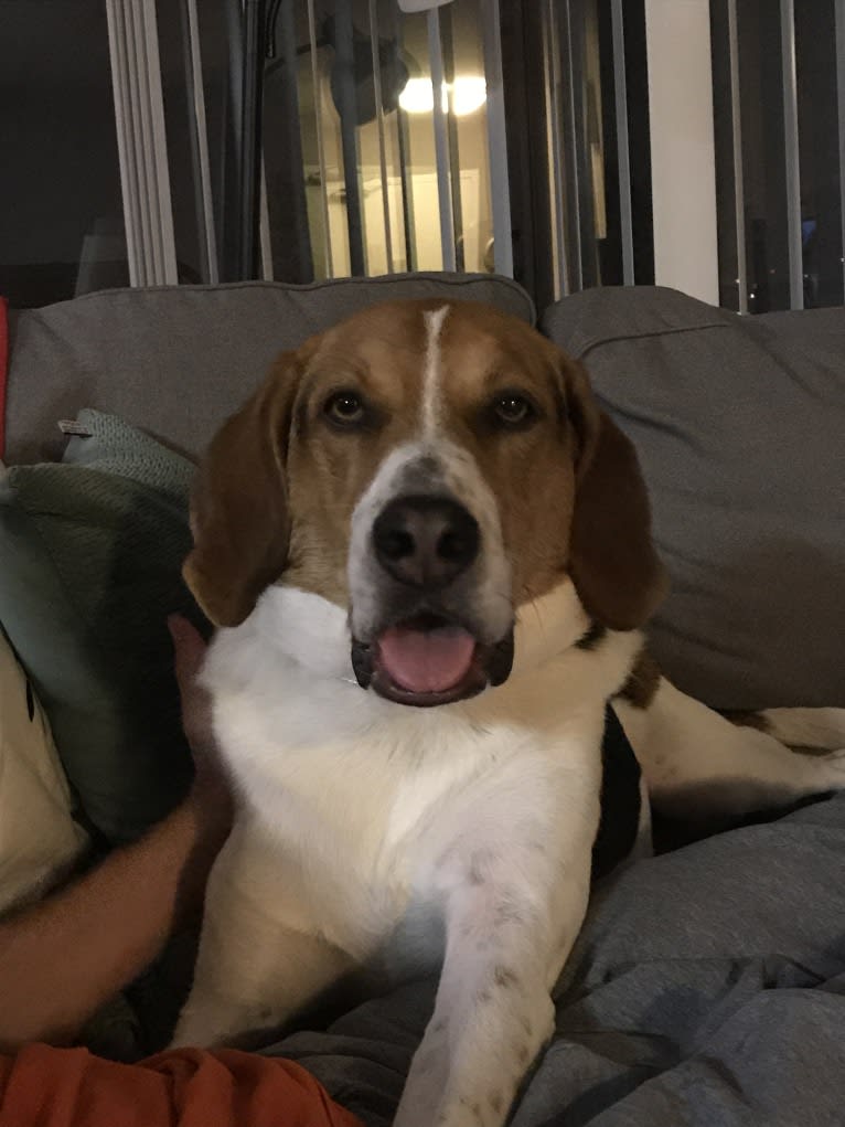 Trooper, an American Foxhound tested with EmbarkVet.com