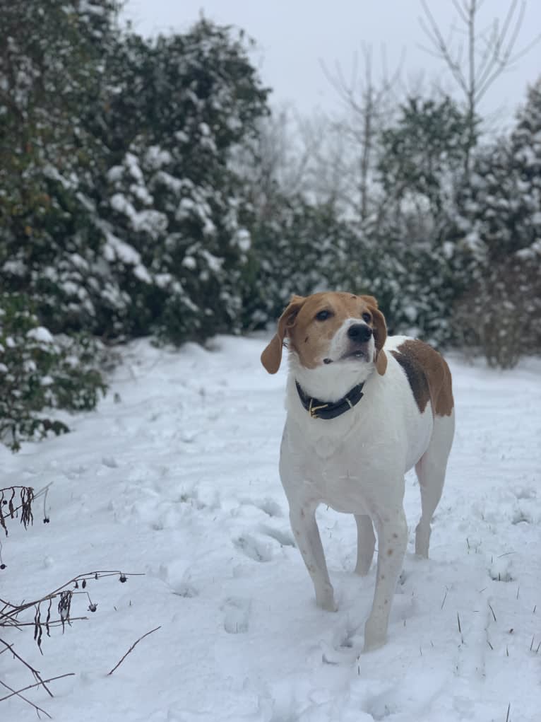 Ike Daniel, an American Foxhound tested with EmbarkVet.com