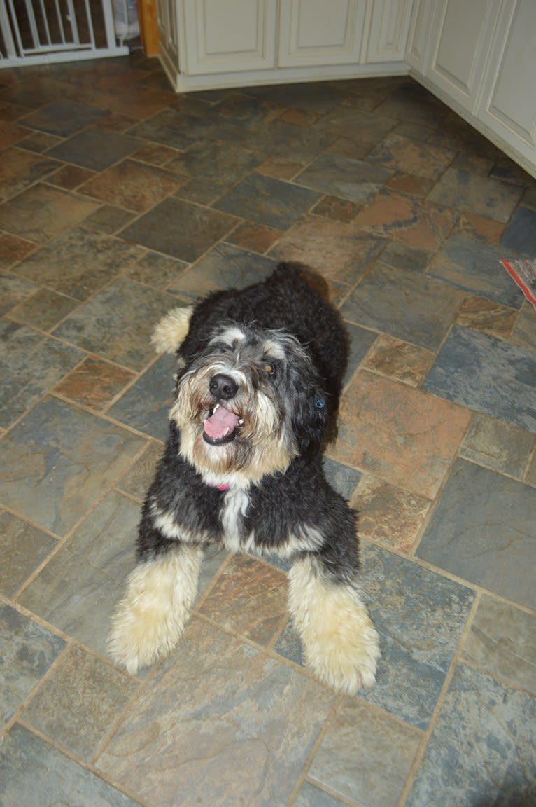 Ruthy, a Bernedoodle tested with EmbarkVet.com