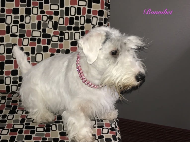 Bonnibel, a Sealyham Terrier tested with EmbarkVet.com