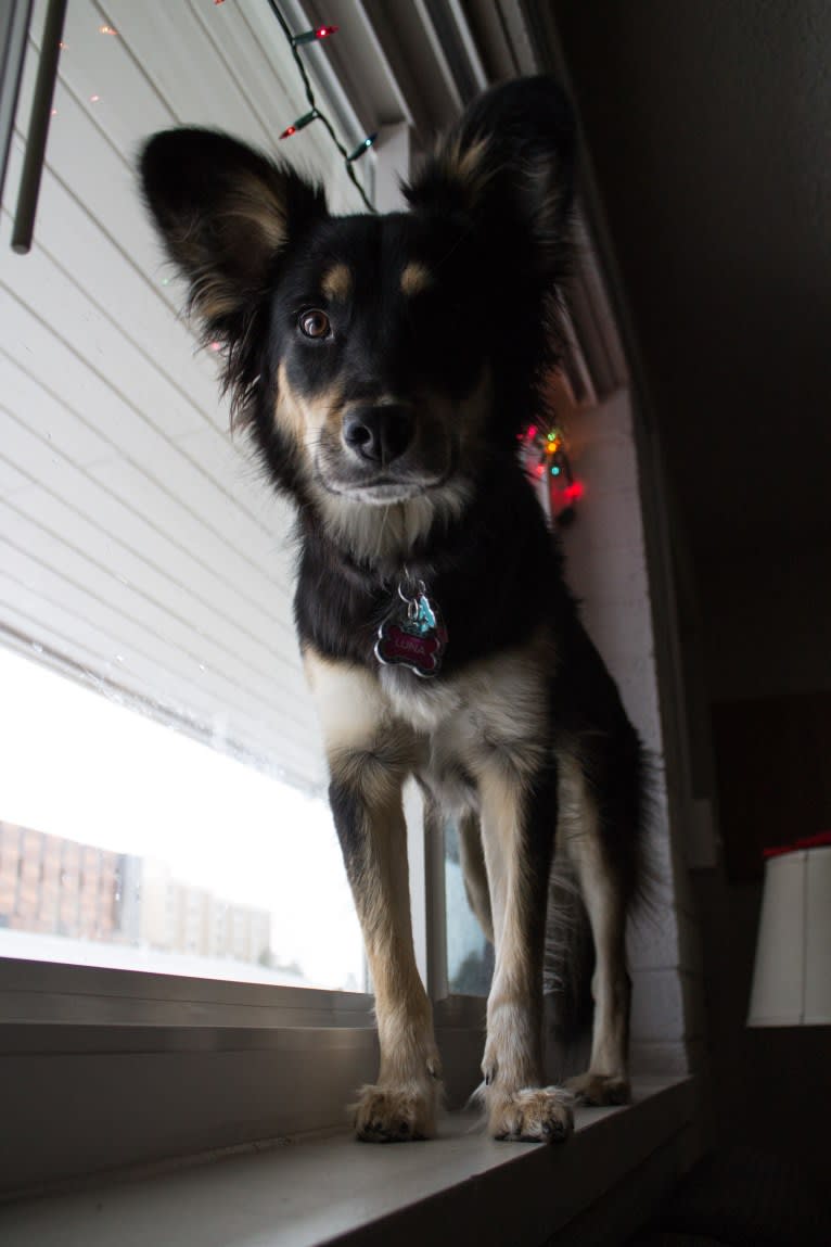Luna, an Australian Cattle Dog and Chow Chow mix tested with EmbarkVet.com