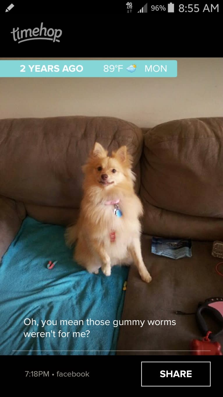 Leia, a Pomeranian and Shiba Inu mix tested with EmbarkVet.com