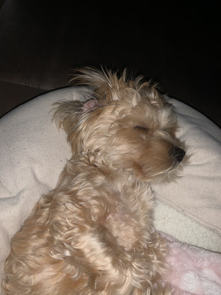 Gonta, a Yorkshire Terrier and Cocker Spaniel mix tested with EmbarkVet.com