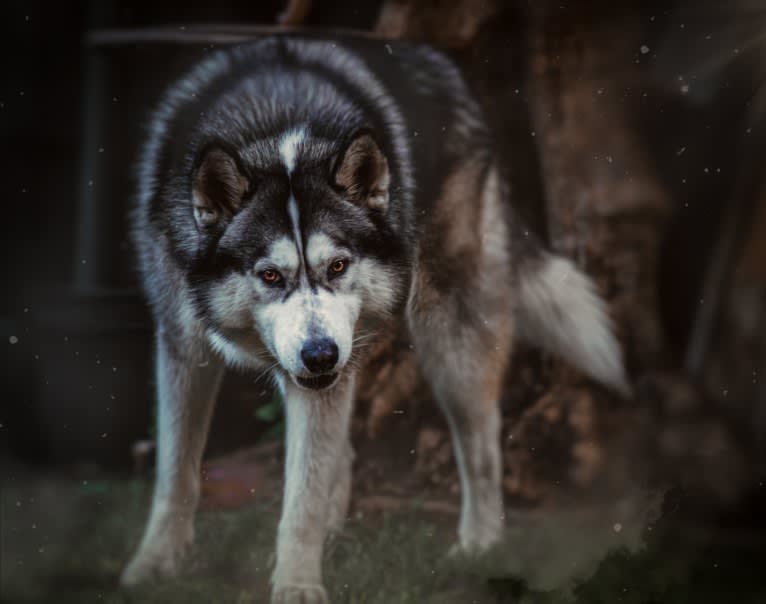 Apollo, a Samoyed and Siberian Husky mix tested with EmbarkVet.com