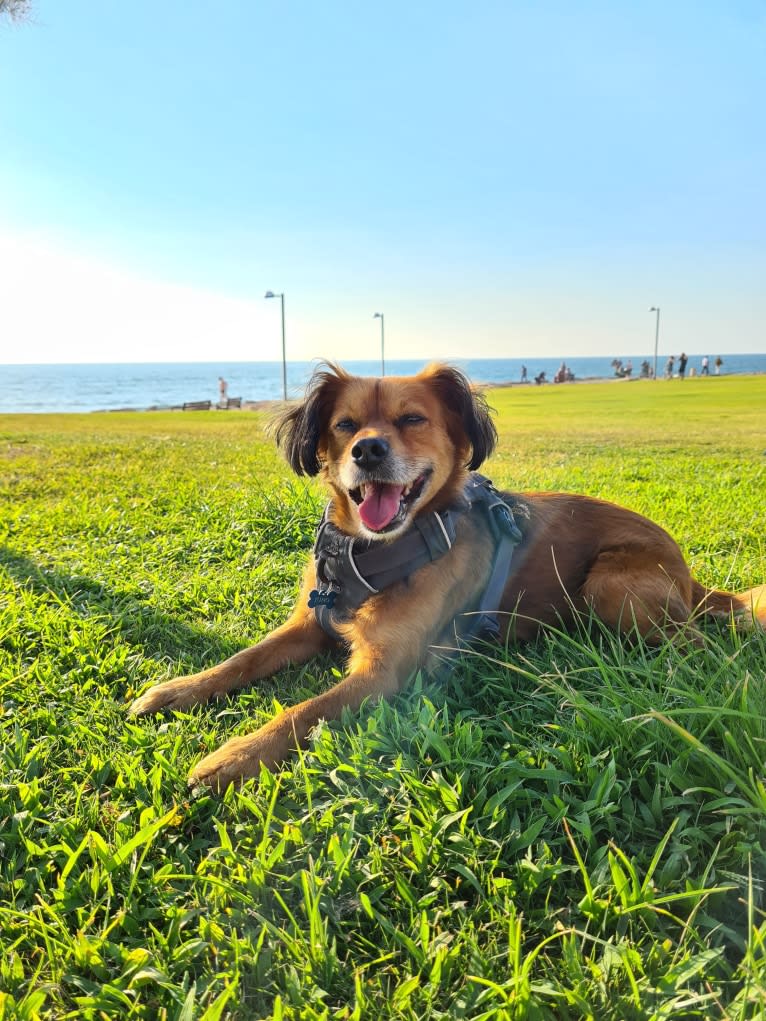 Juno, an Eastern European Village Dog and Miniature Pinscher mix tested with EmbarkVet.com