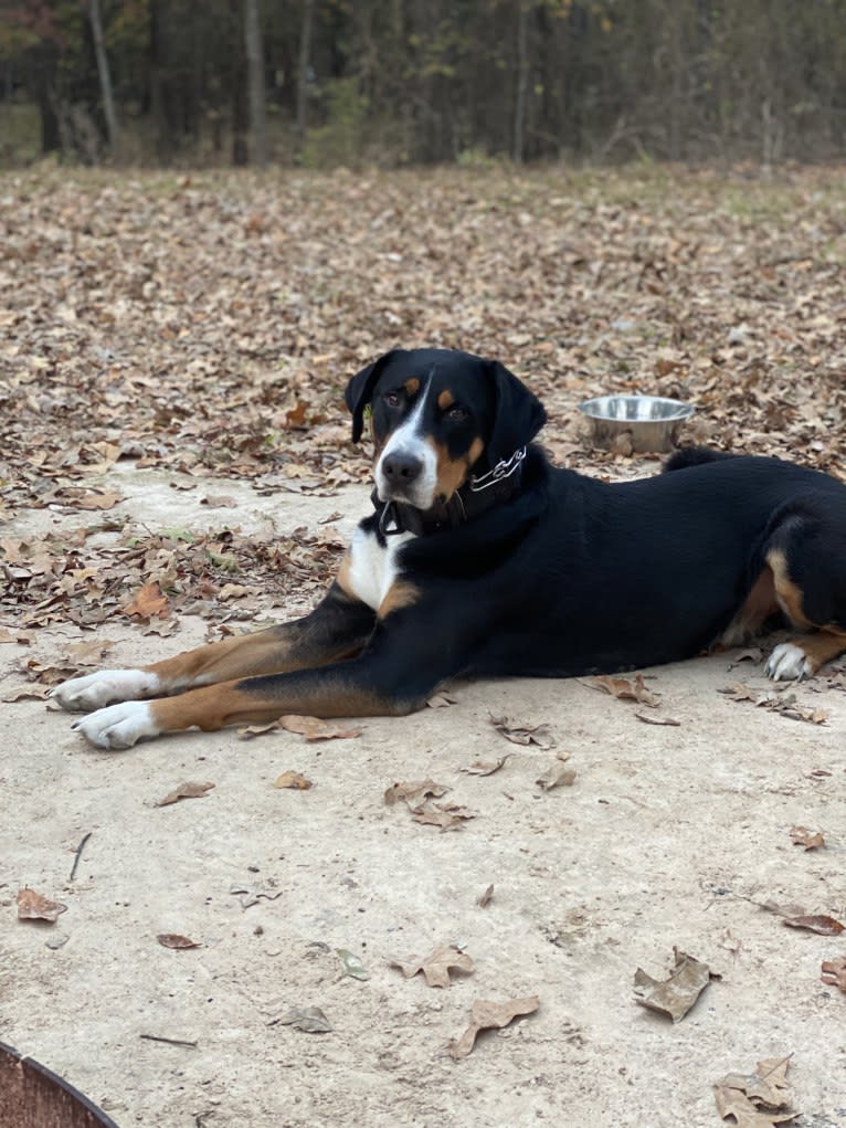 Bart, a Greater Swiss Mountain Dog tested with EmbarkVet.com