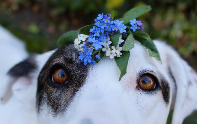 Roma, an European Village Dog tested with EmbarkVet.com