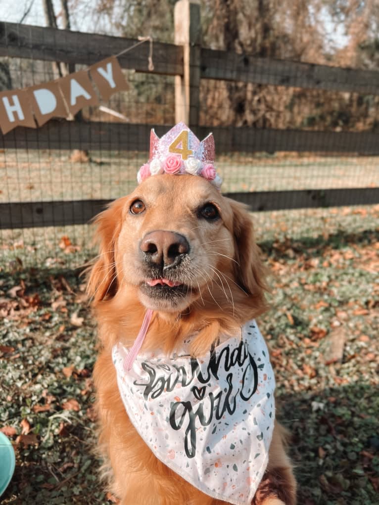 Marley, a Golden Retriever tested with EmbarkVet.com