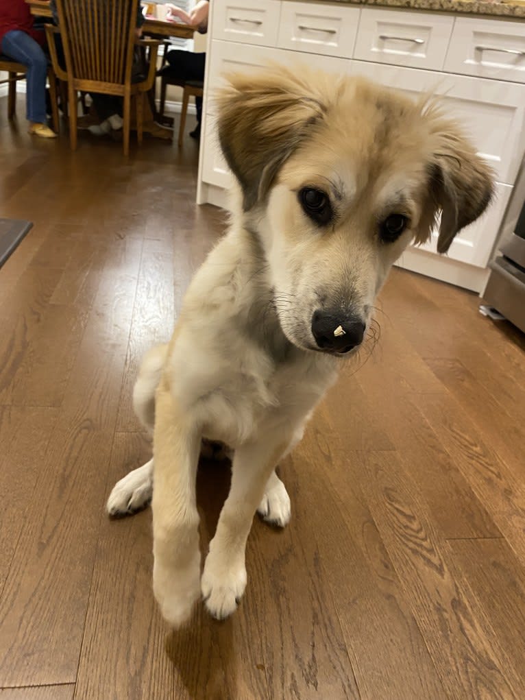 Nellie, a Great Pyrenees and Australian Shepherd mix tested with EmbarkVet.com