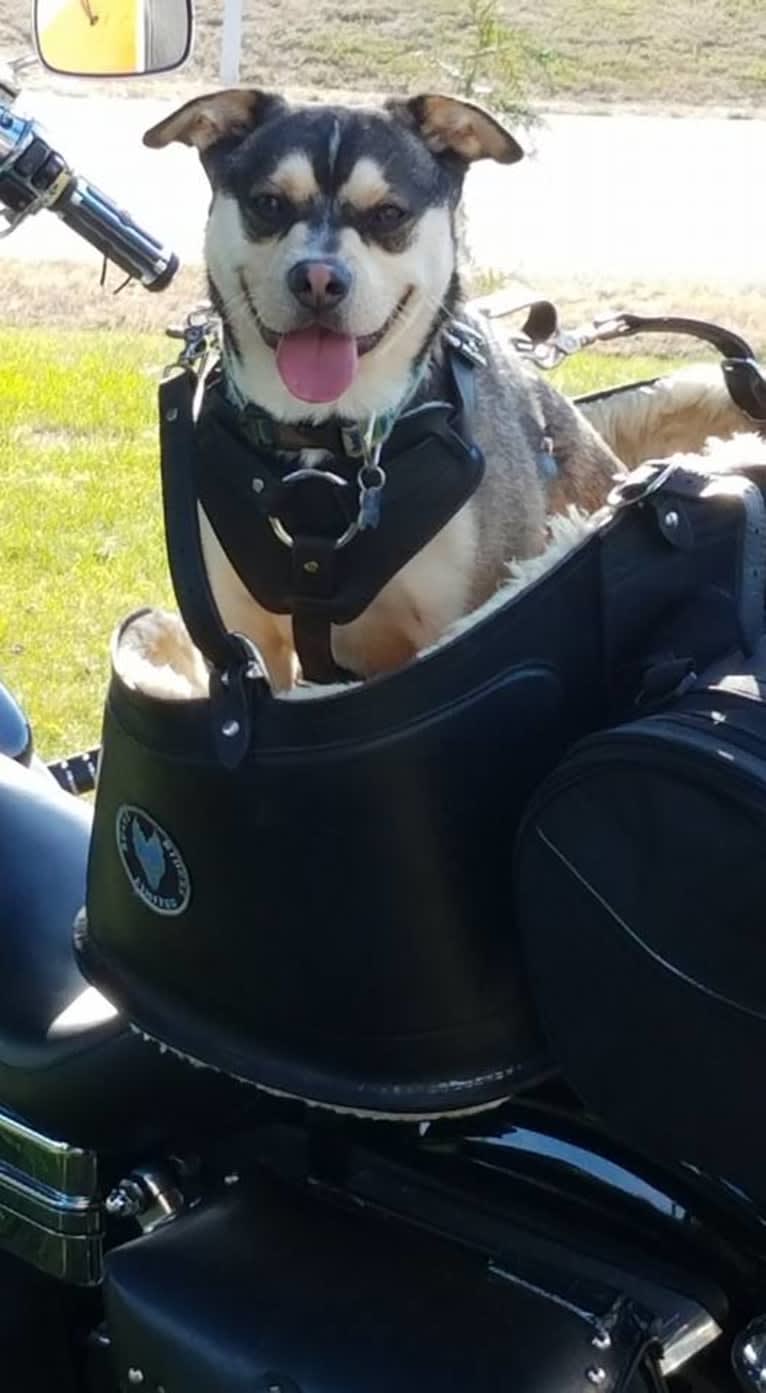 Leo, an Australian Cattle Dog and French Bulldog mix tested with EmbarkVet.com