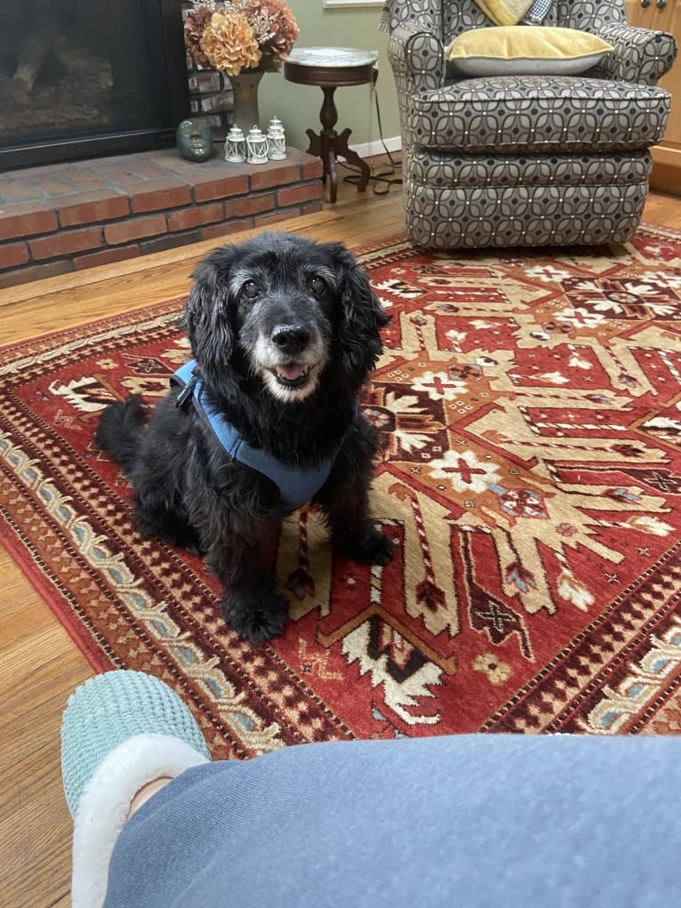 Apollo, a Poodle (Small) and Cocker Spaniel mix tested with EmbarkVet.com