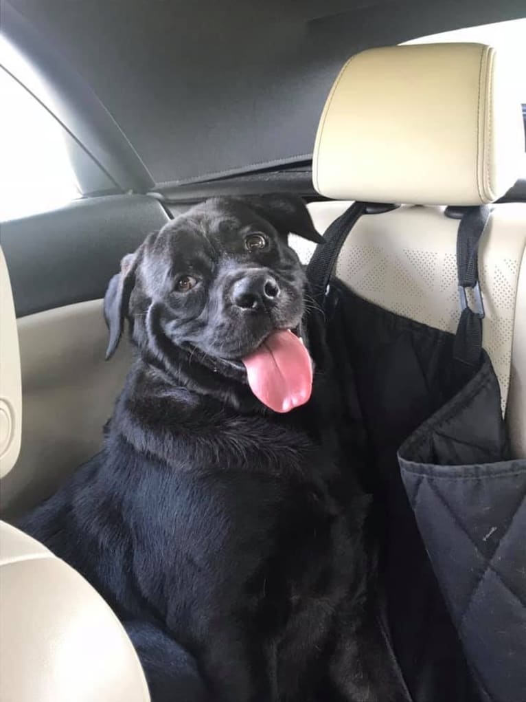 Ben, a Bulldog and Neapolitan Mastiff mix tested with EmbarkVet.com